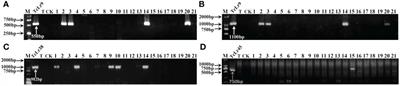 Evaluation of the resistance to Chinese predominant races of Puccinia triticina and analysis of effective leaf rust resistance genes in wheat accessions from the U.S. National Plant Germplasm System